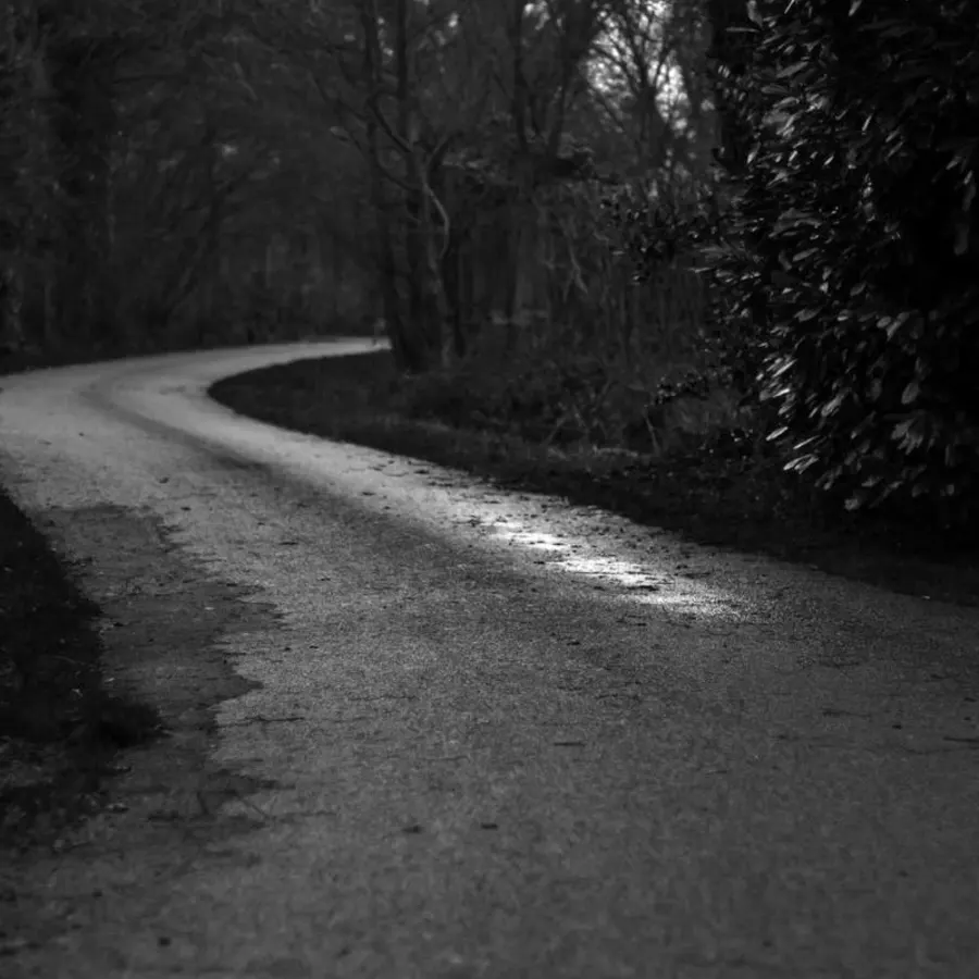 forest road